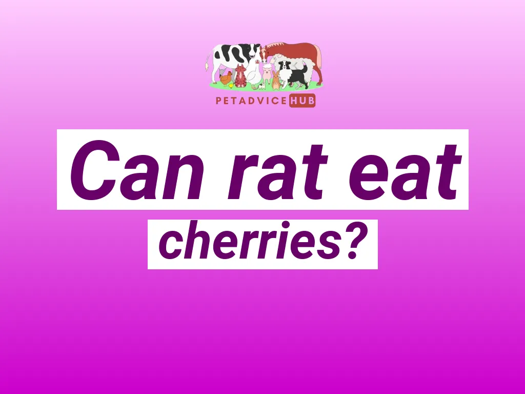 rat sitting infront of cherries